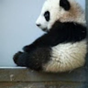 Meet your Posher, Walter